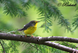 Small bird forest bamboo nature - green leaf and a blurry background free wallpaper