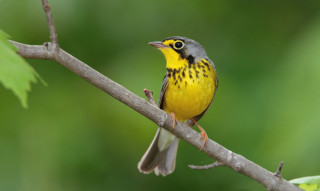 Yellow gray bird branch green - a branch of a tree free wallpaper