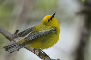 Yellow bird branch blurry background - a yellow bird free wallpaper