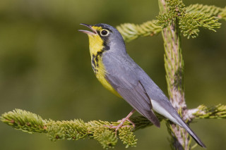 Small bird perched branch open - its mouth open free wallpaper