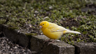 Yellow bird brick ledge grass - a yellow bird free wallpaper