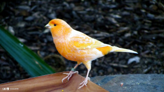 Small yellow bird outdoor sunny - outside free wallpaper