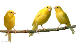 Three yellow birds branch white - white background free wallpaper