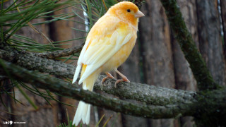 Yellow white bird forest branch - bird free wallpaper