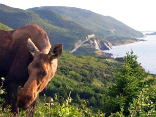 Brown horse lush green hillside - a brown horse free wallpaper
