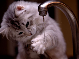 Cat drinking water faucet bathroom - water free wallpaper