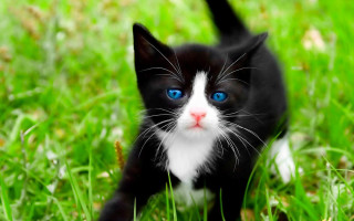 Black white kitten blue eyes - kitten free wallpaper
