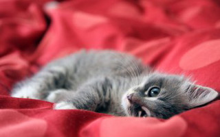 Kitten red blanket bed sheets - f 1. free wallpaper
