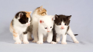 Kittens group standing white blue - conceptual art free wallpaper