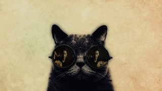 Cat glasses man reflection pop - sunglass free wallpaper