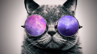 Cat glasses purple blue sky - sky in the background free wallpaper