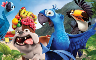 Birds fruit dog heads funny - a group of birds free wallpaper