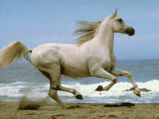 White horse running beach ocean - wave free wallpaper