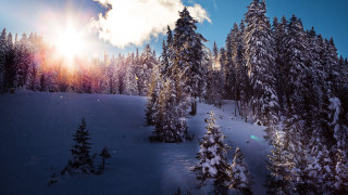Snowy landscape trees bright sun 7 - a bright sun in the background free wallpaper