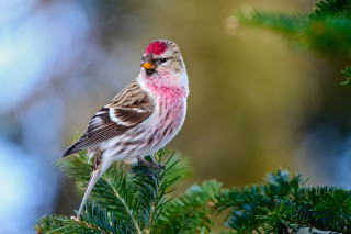 Red headed bird on branch - a branch of a tree free wallpaper