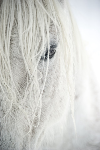 White horse sad expression long - tonalism free wallpaper