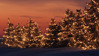 Trees lights snow night sky - the snow free wallpaper