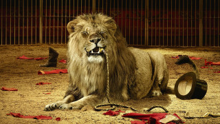 Lion chained cage animals hat - fantastic free wallpaper