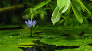 Blue flower pond water lilies - a green leafy area free wallpaper
