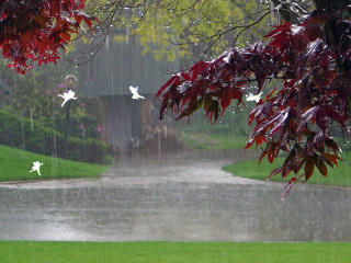 Rain soaked park pond trees - ecological art free wallpaper