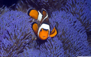 Orange white clownfish purple sea - amano free wallpaper for desktop