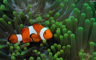Clown fish hiding green sea 2 - domirinic fegallia free wallpaper
