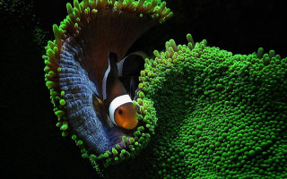 Clown fish green coral orange - a clown fish free wallpaper