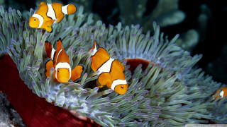 Clown fish swimming anemone sea - a microscopic photo free wallpaper