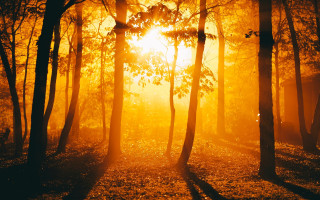 Sunbeam forest trees leaves ground - the ground and the sun free wallpaper