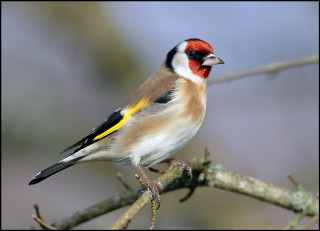 Red head yellow breast bird - a red head free wallpaper