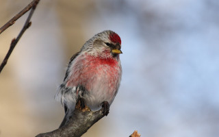 Red head bird branch tree - a branch of a tree free wallpaper