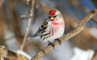 Small bird red head winter - upper body free wallpaper