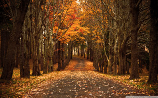 Dirt road trees leaves orange - a dirt road free wallpaper