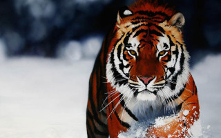 Tiger walking snow wild nature 2 - the snow free wallpaper
