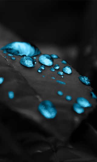 Leaf blue waterdrops blackwhite blue - blue water free wallpaper