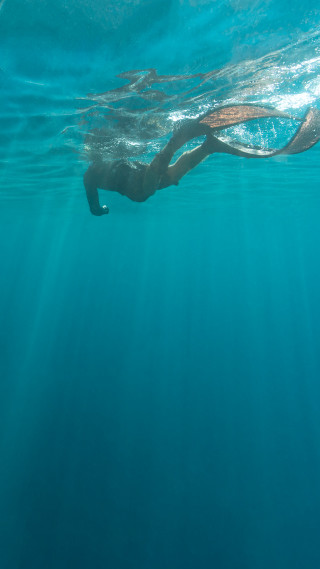 Person swimming ocean long tail - holography free wallpaper