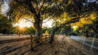 Road fence trees sunlight shining - a fence and trees free wallpaper