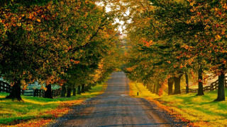 Road trees fence green field - american scene painting free wallpaper