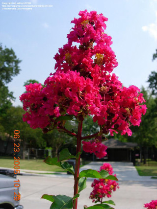 Pink flower blooming pot outside - a pink flower free wallpaper