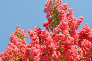 Tree pink flowers blue sky 2 - the foreground free wallpaper