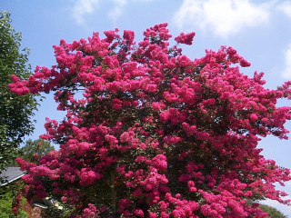 Large pink tree flowering blue - branch free wallpaper for desktop