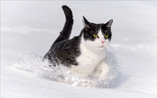 Black white cat running snow 5 - cat free wallpaper