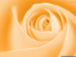Yellow rose closeup white center - thin free wallpaper