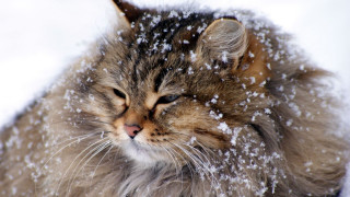 Sad cat sitting in snow - the snow free wallpaper for desktop