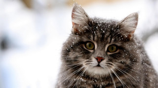Cat looking camera snowing outside - the snow outside free wallpaper