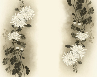 Drawing flowers wall white background - earnst haeckel free wallpaper