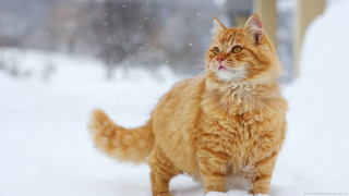 Cat snow looking up trees - the snow free wallpaper for desktop