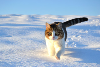 Cat walking snow daytime outdoors - the camera len free wallpaper