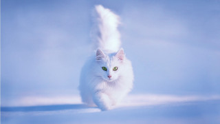 White cat running snow green - a white cat free wallpaper