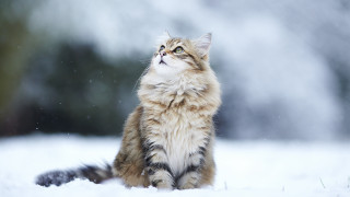 Cat snow looking up eyes - the snow free wallpaper for desktop